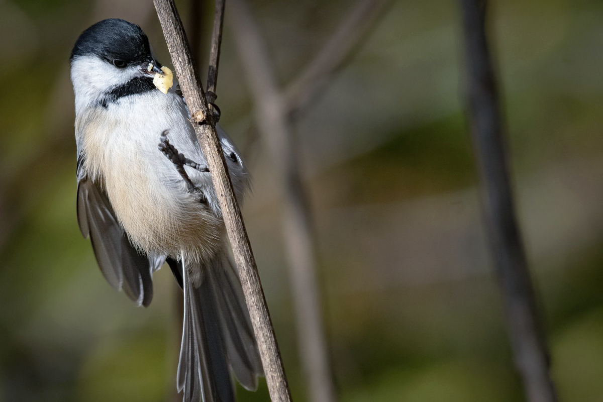 Photograph of a chickadee.