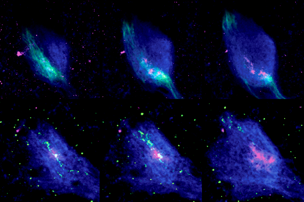 Research image of developing axons in the fly brain.