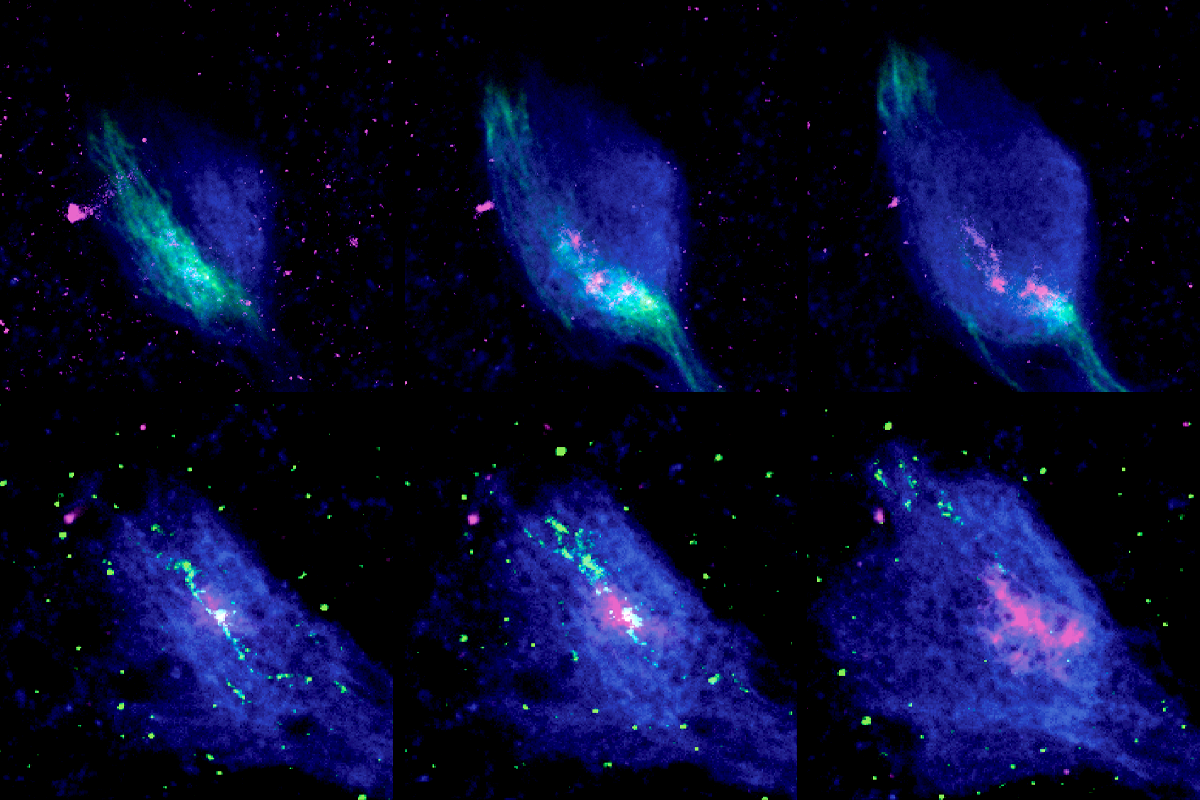 Research image of developing axons in the fly brain.