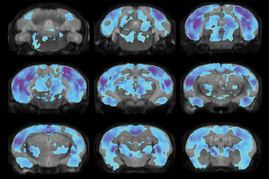 Research image of brain volume in mice.