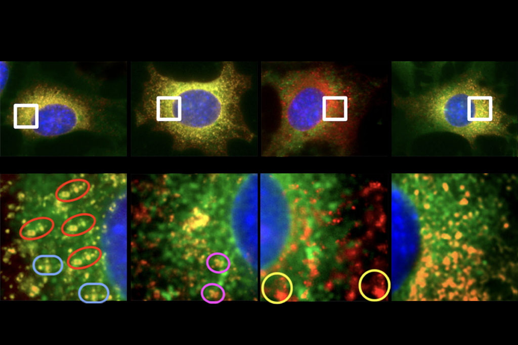 Research image containing repeated structures, suggesting potential image manipulation.
