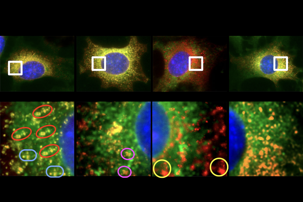 Research image containing repeated structures, suggesting potential image manipulation.