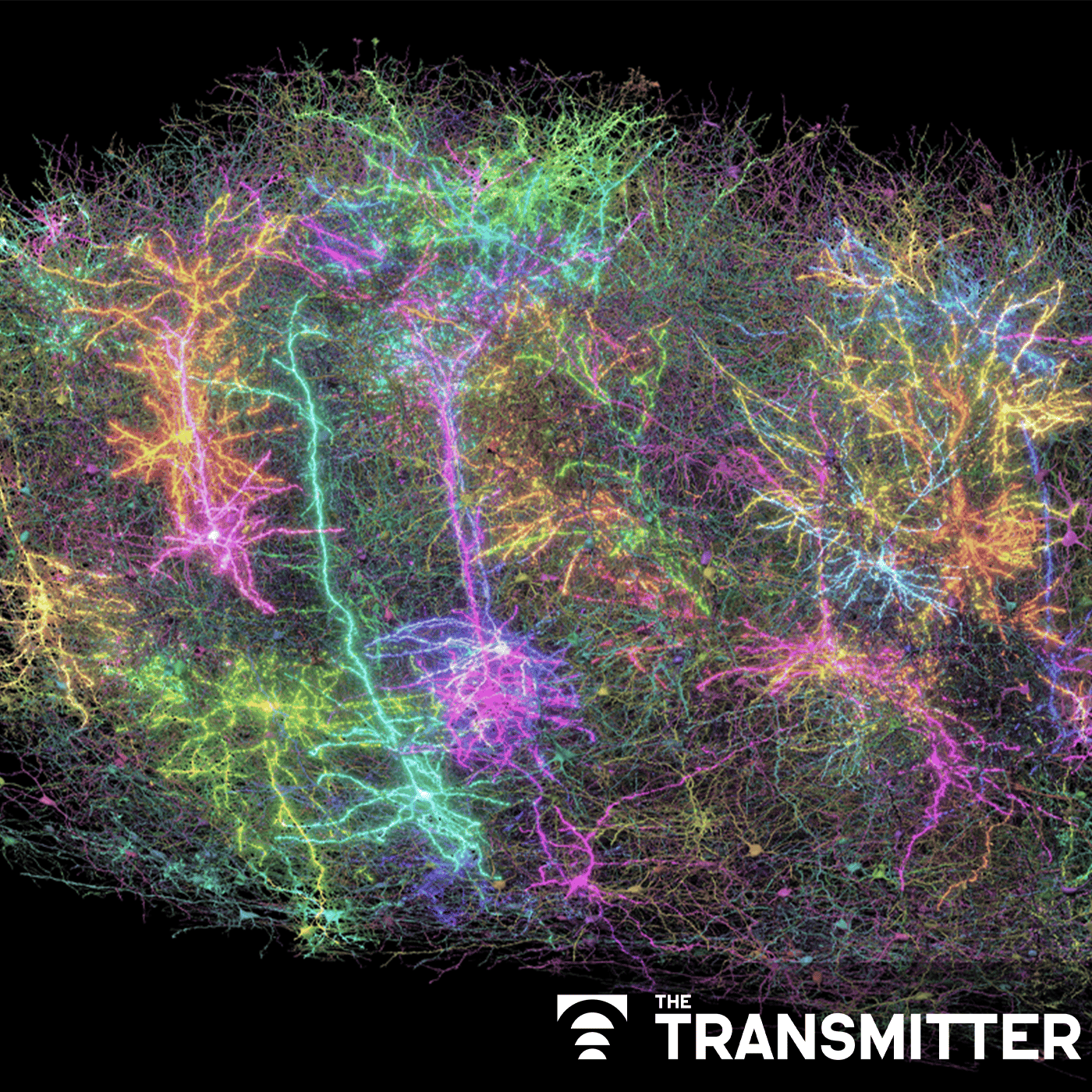 Inhibitory cells work in concert to orchestrate neuronal activity in mouse brain episode artwork