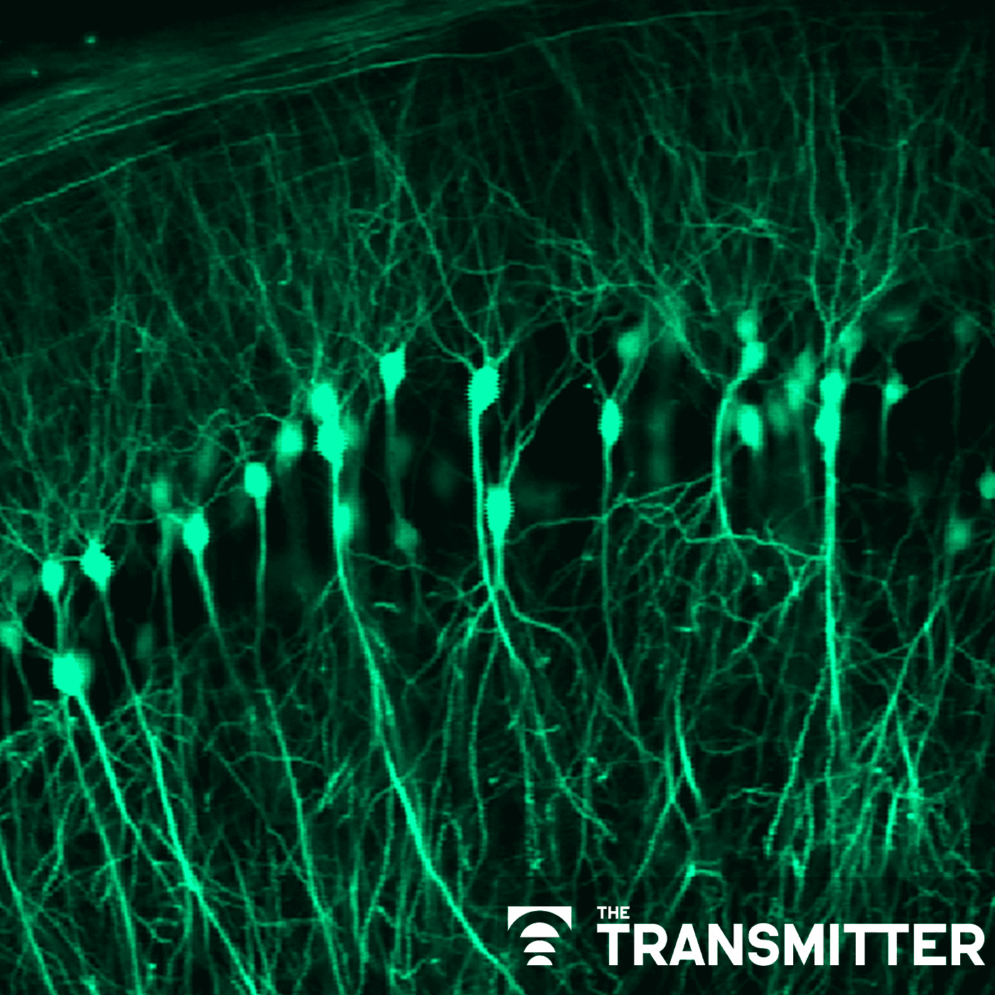 Spatial learning circuitry fluctuates in step with estrous cycle in mice episode artwork