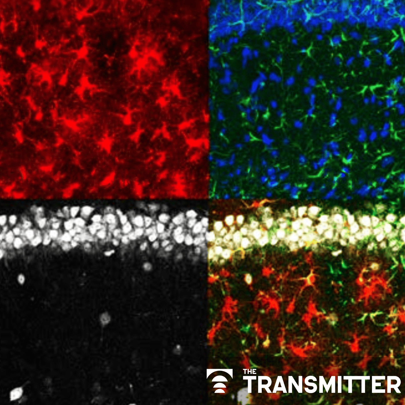 Astrocytes sense neuromodulators to orchestrate neuronal activity and shape behavior episode artwork
