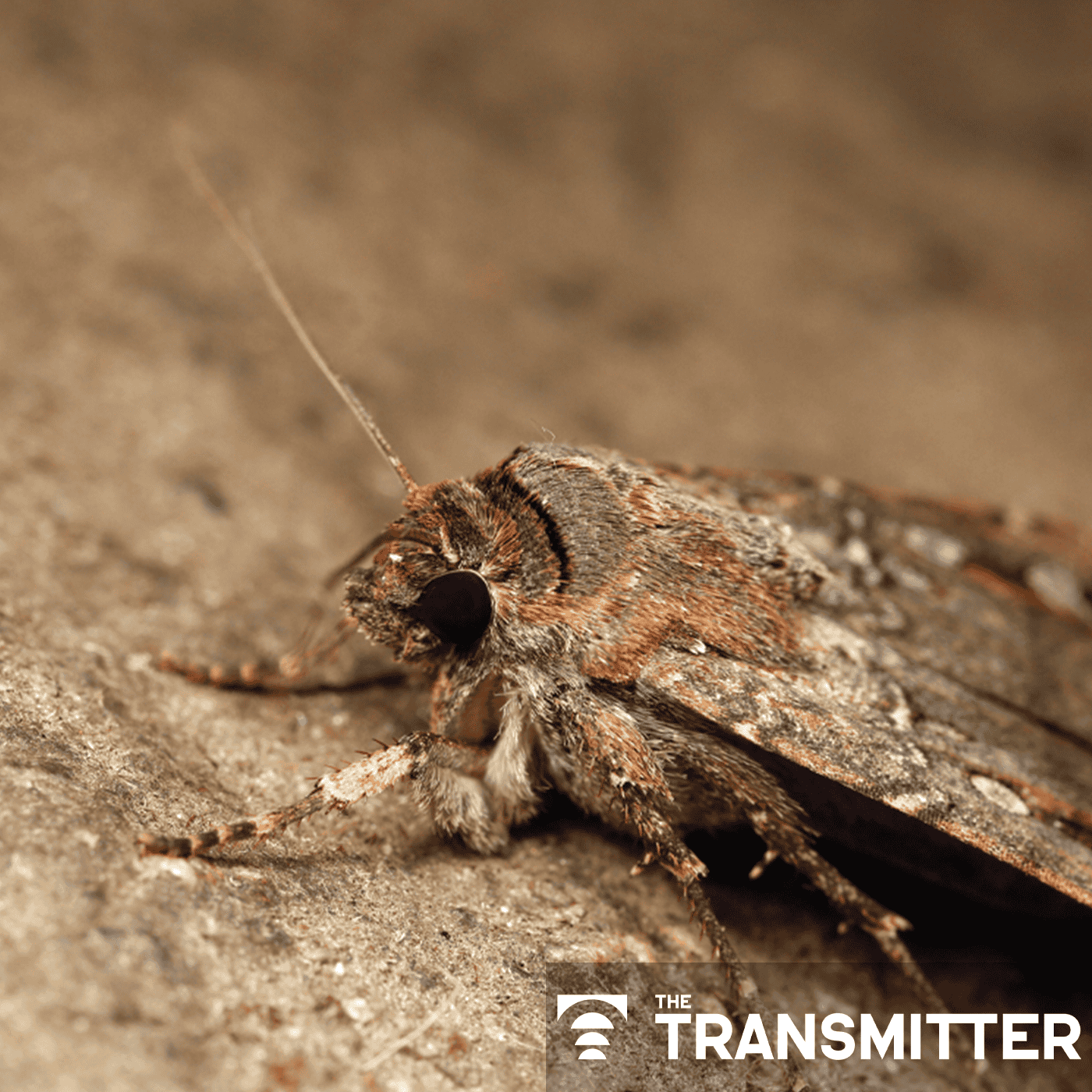 Star-responsive neurons steer moths' long-distance migration episode artwork