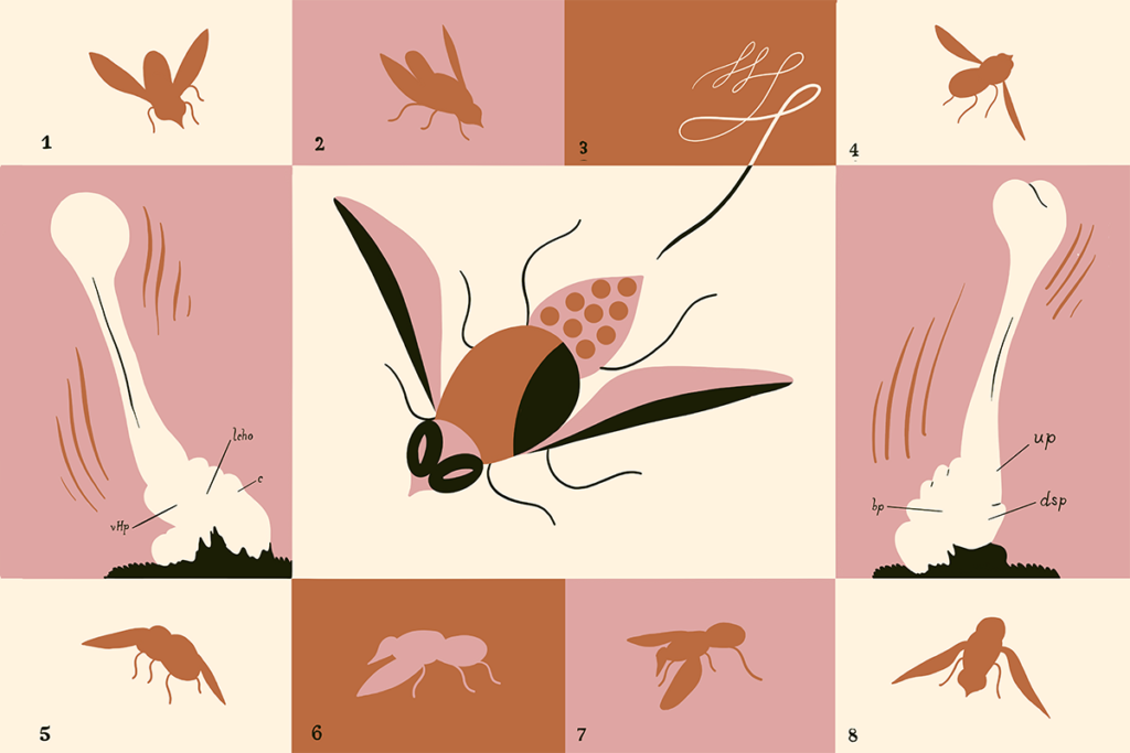Illustration of a fly in various poses.