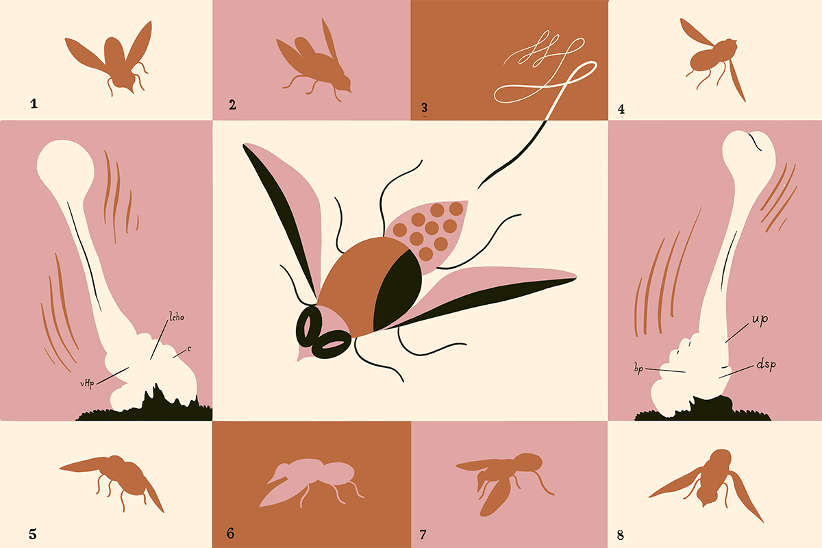 Illustration of a fly in various poses.
