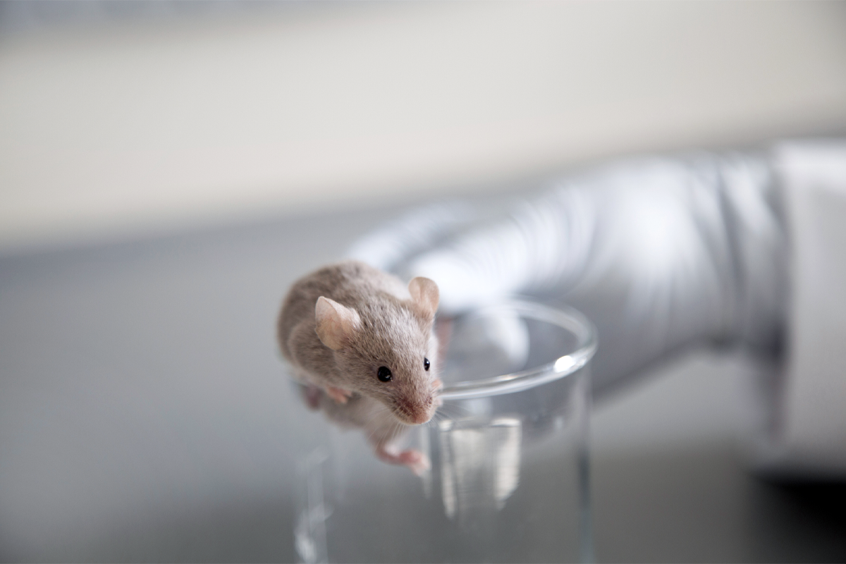 Researcher holds a mouse perched on a glass cylinder.