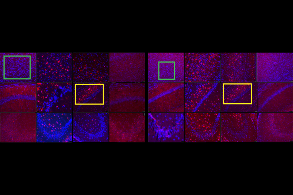 Research image of duplicated data in a now-retracted paper.