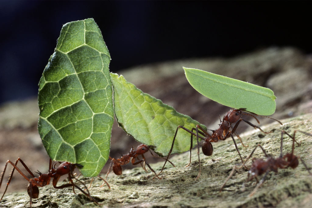 Leafcutter ants carrying leaves.