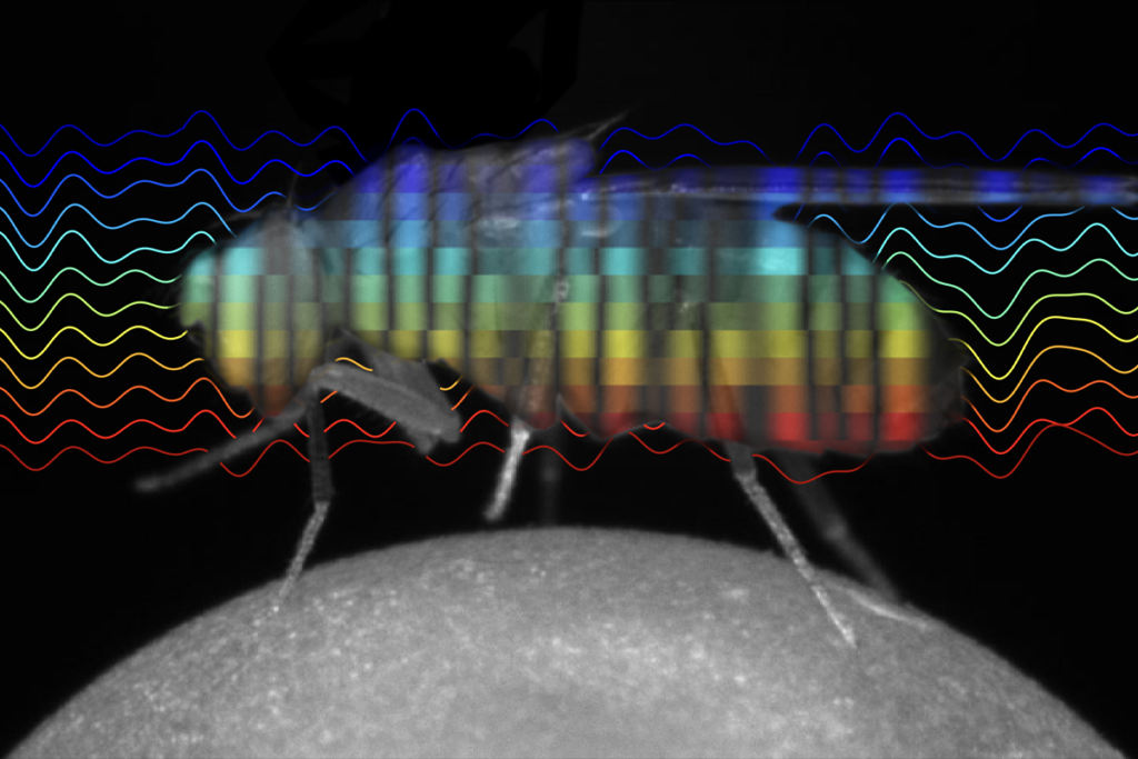 A fly over a background of waves of different colors.