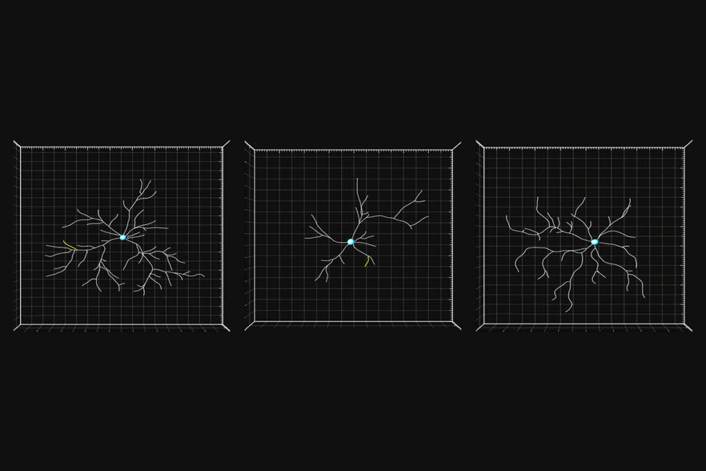 Research image of dendrites in mice.