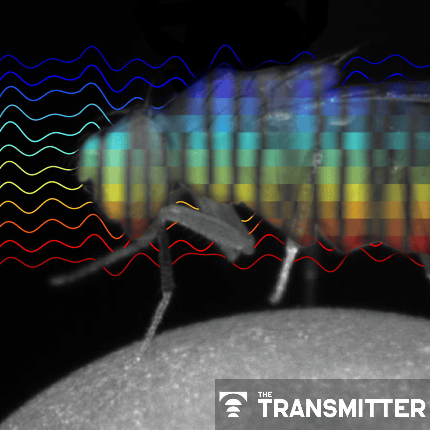 Drosophila, like vertebrates, filter sensory information during sleep episode artwork