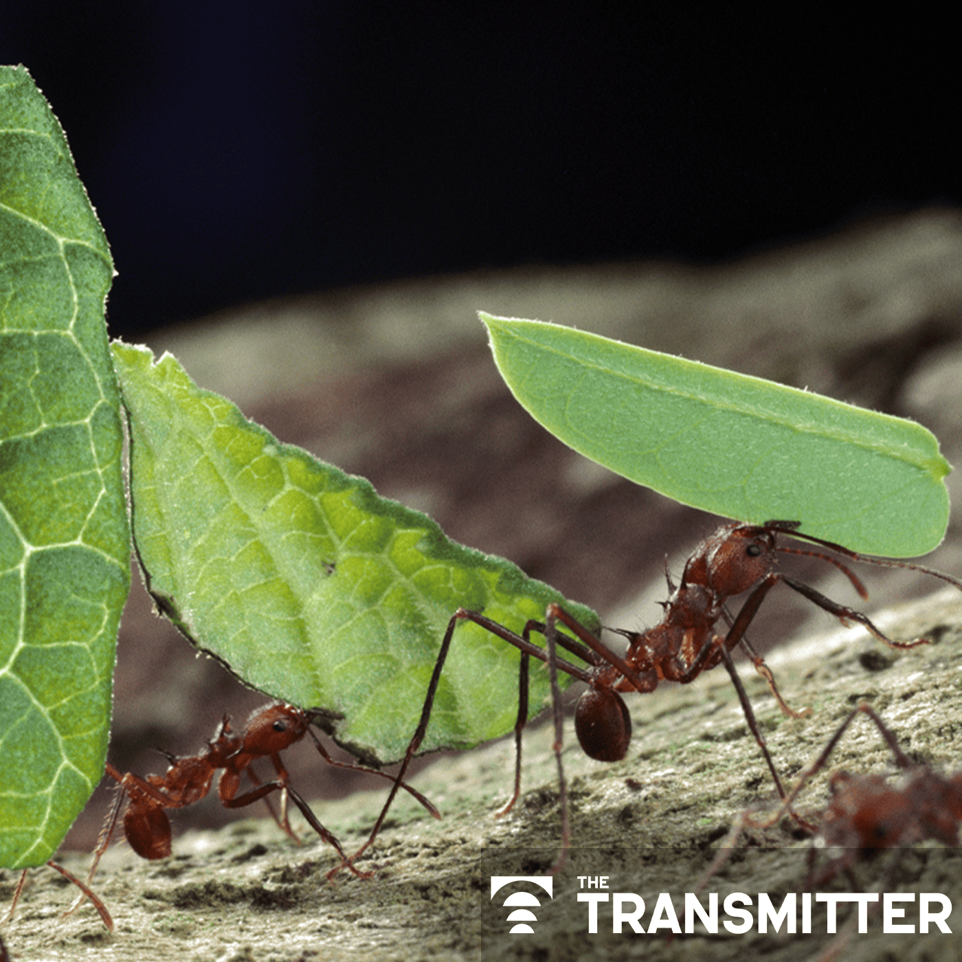 Neuropeptides reprogram social roles in leafcutter ants episode artwork