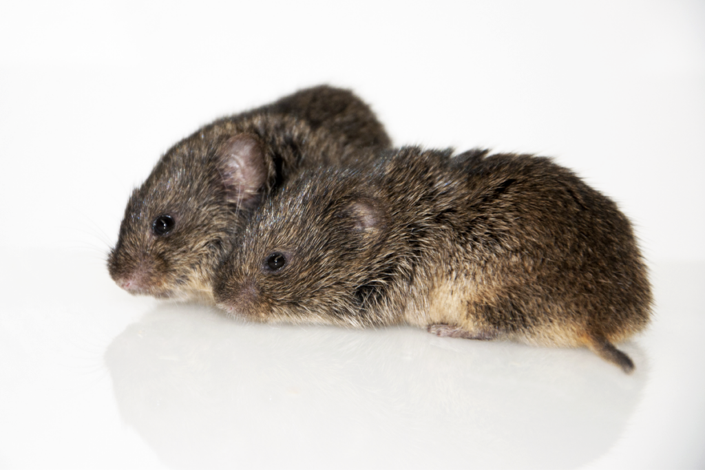 Two prairie voles.