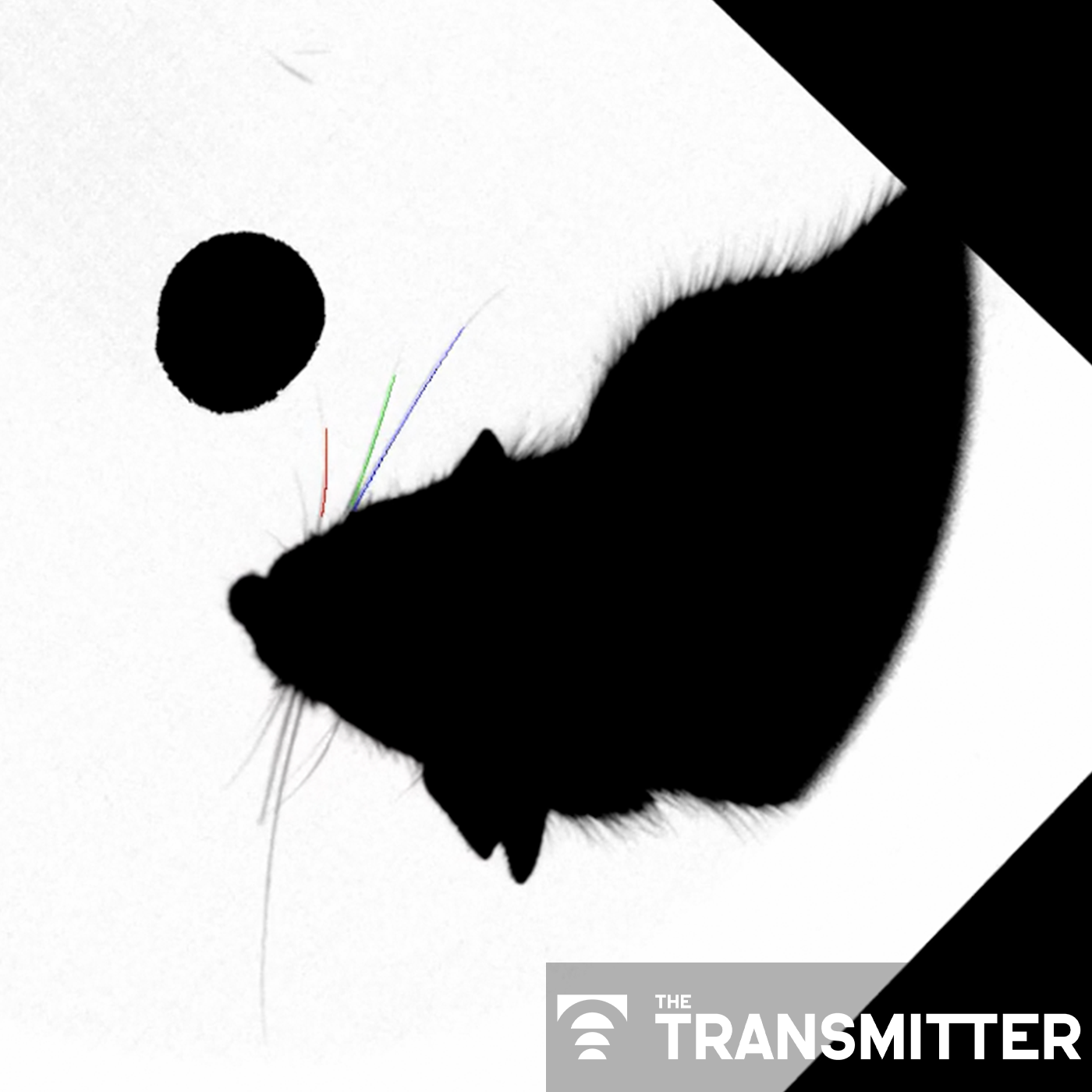 Body state, sensory signals commingle in mouse whisker cortex