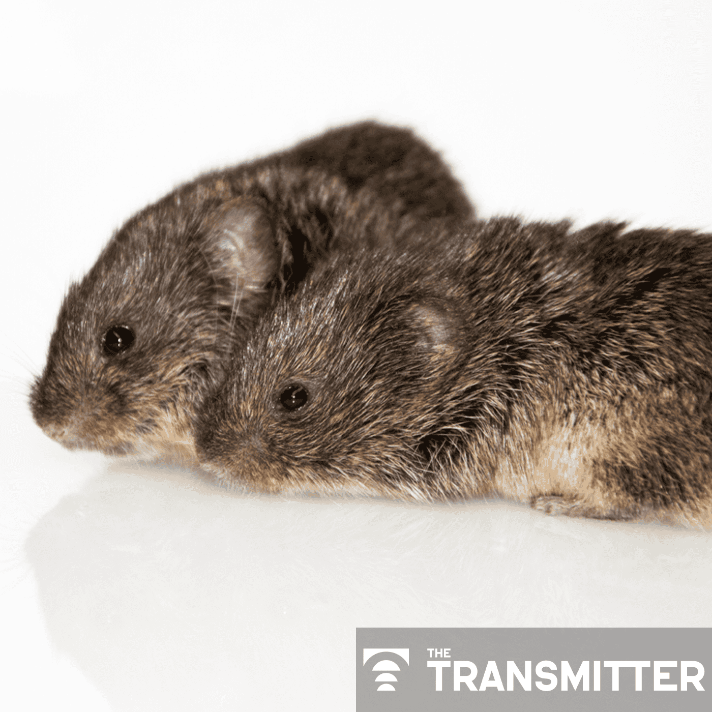 Oxytocin prompts prairie voles to oust outsiders, fortifying their friendships episode artwork