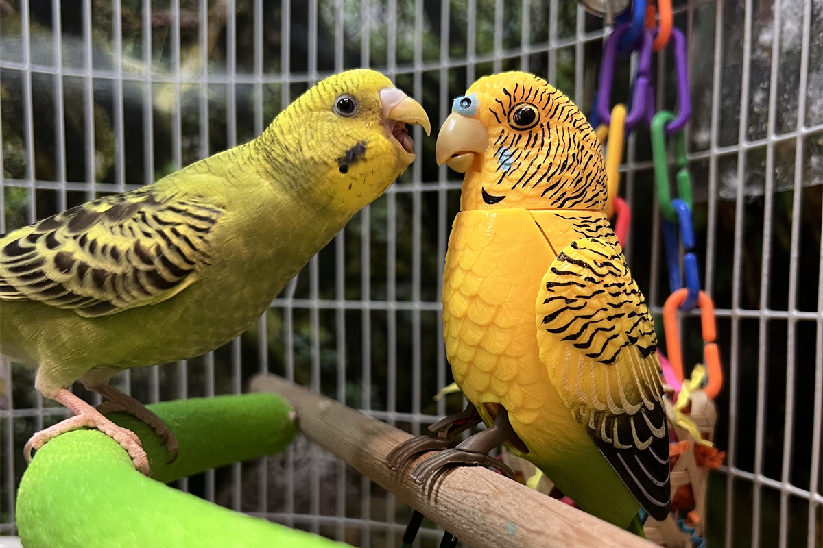 Photograph of a real bird looking at a model bird.