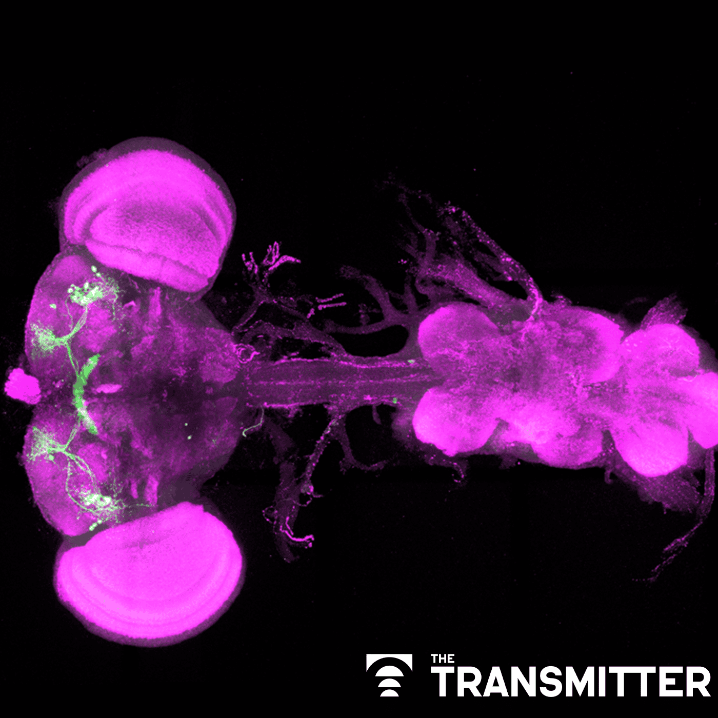 Mitochondria set 'ancient' metabolic thermostat for sleep in flies, separate from circadian rhythms episode artwork
