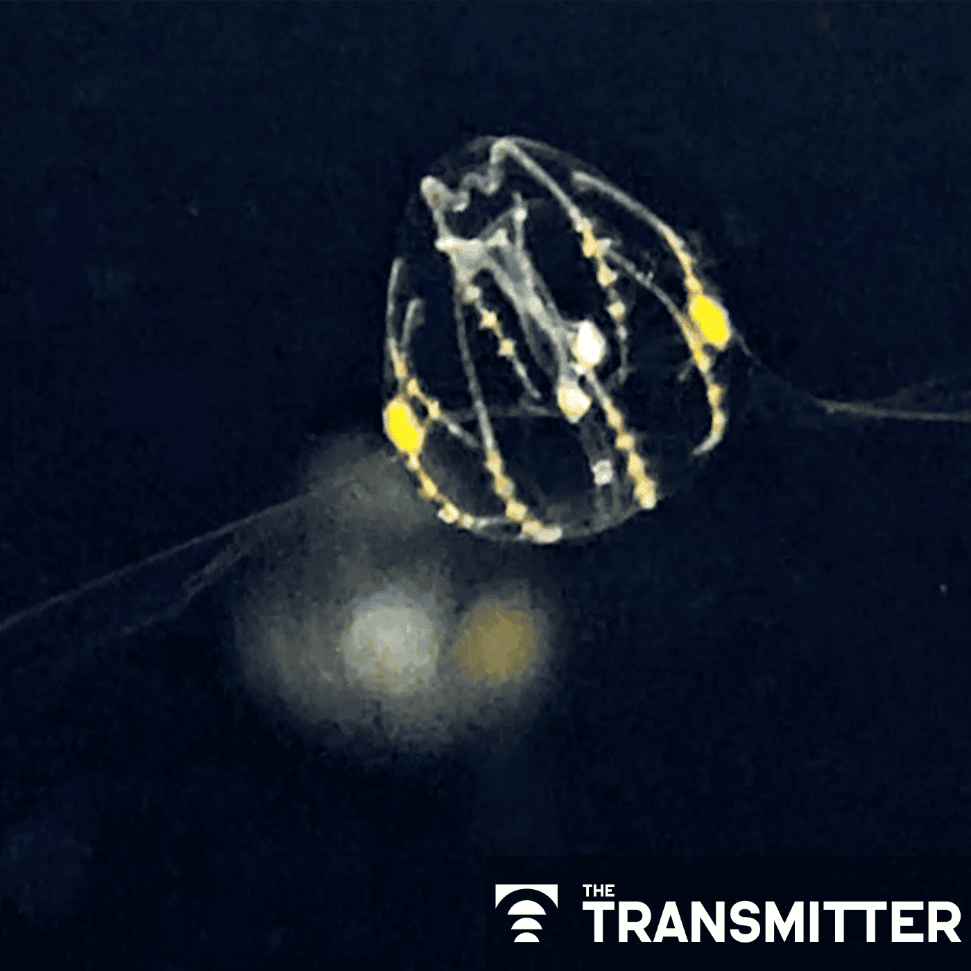 First nerve-net connectome shows how evolutionarily ancient nervous system coordinates movement episode artwork