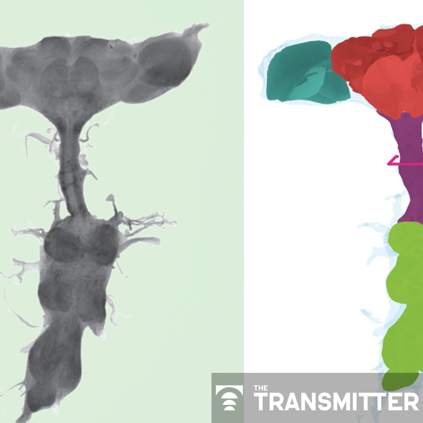 Local circuit loops within body control fly behavior, new 'embodied' connectome reveals