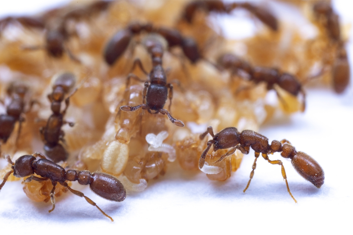 clonal raider ants.