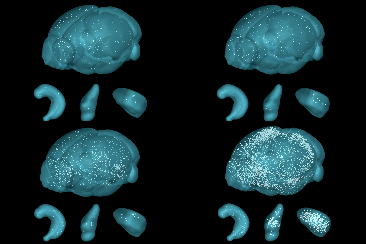 Research image of astrocytic activation in mice.