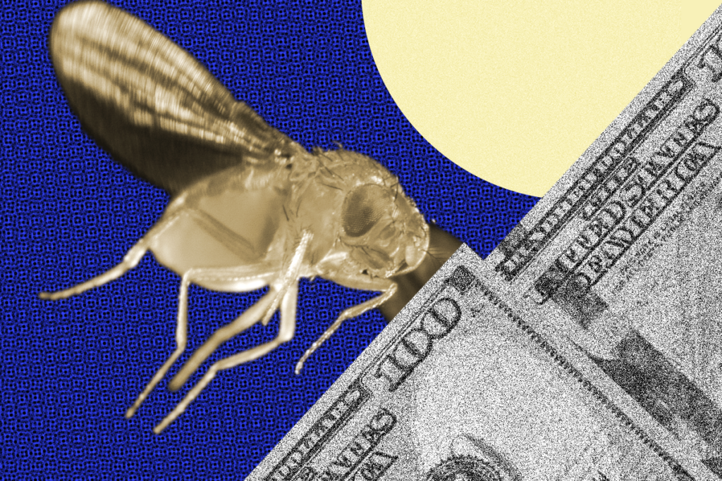 Collage of fruit fly and money.