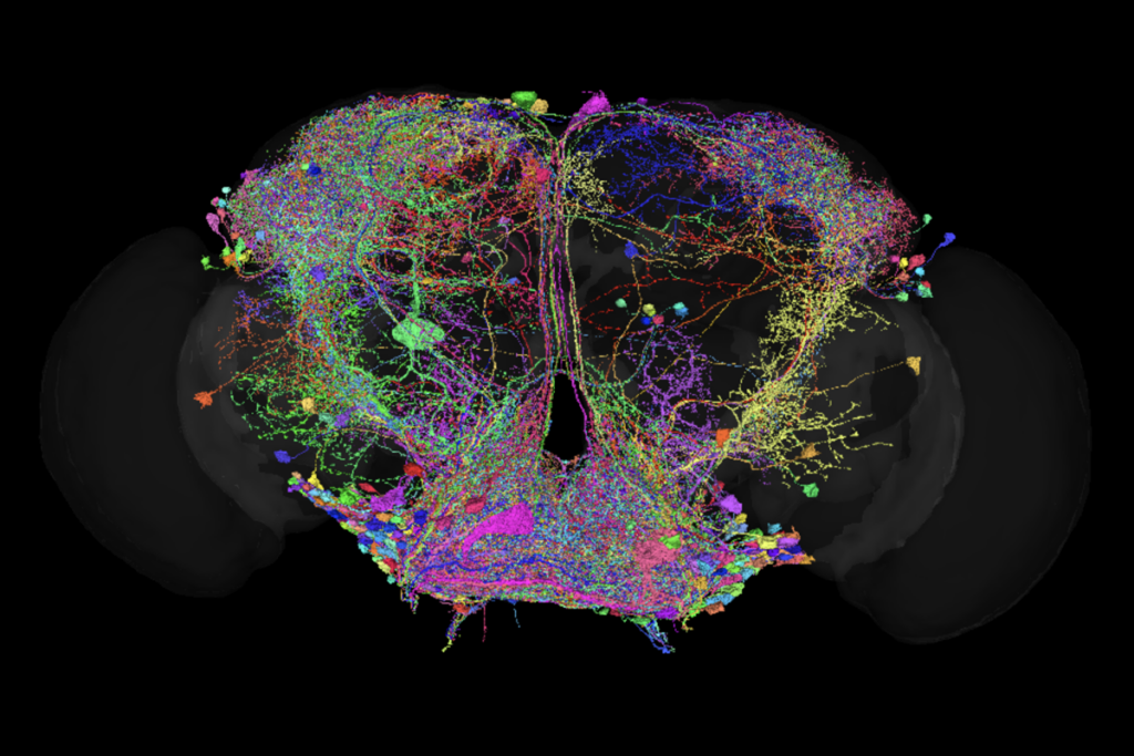 A drosophila connectome.