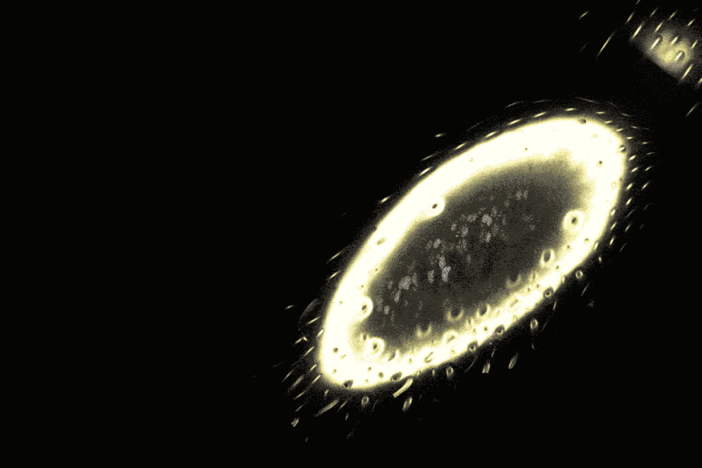 Video of an olfactory receptor gene being expressed across a few neurons in a clonal raider ant’s antenna.