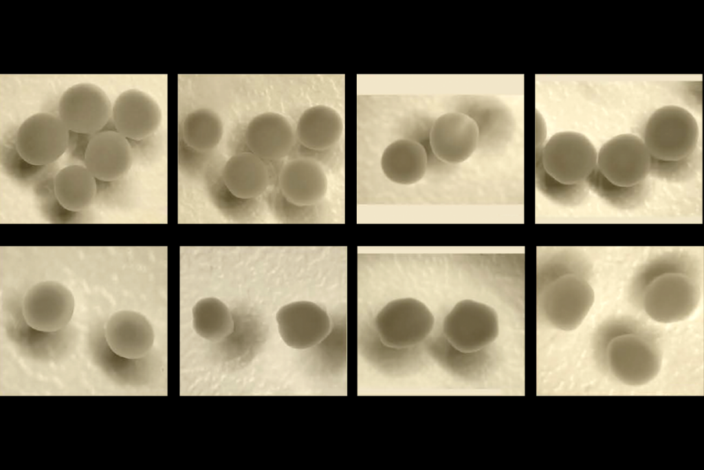 Research image of human cortical organoids.