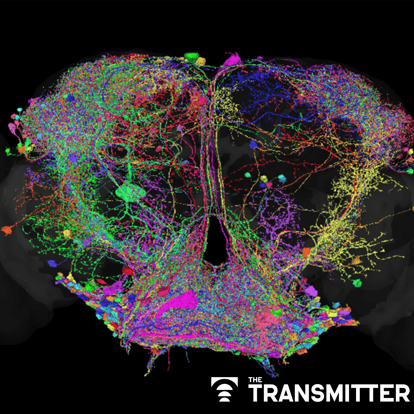 One year of FlyWire: How the resource is redefining Drosophila research episode artwork