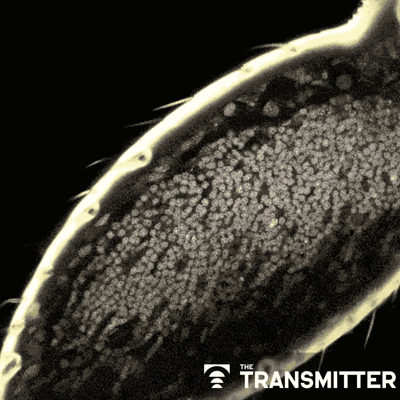 Ant olfactory neurons reveal new 'transcriptional shield' mechanism of gene regulation episode artwork