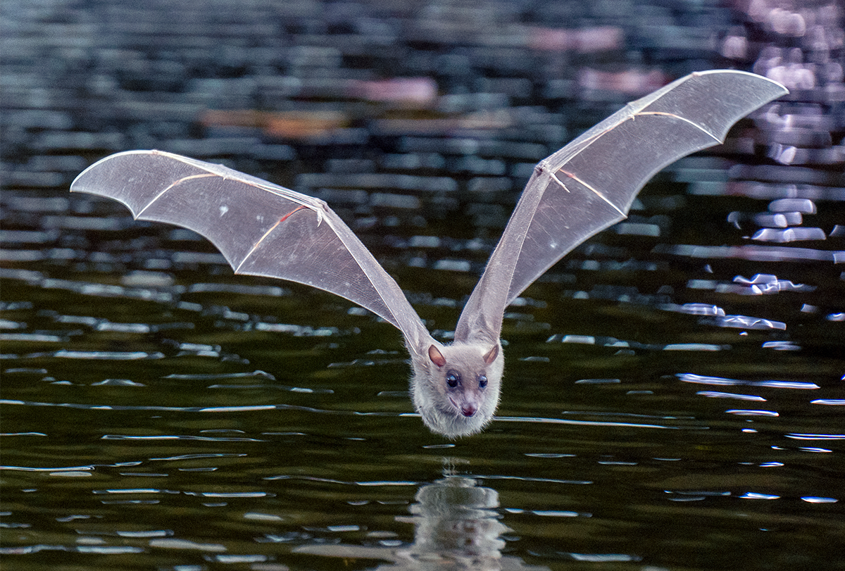 Bat flying over water.