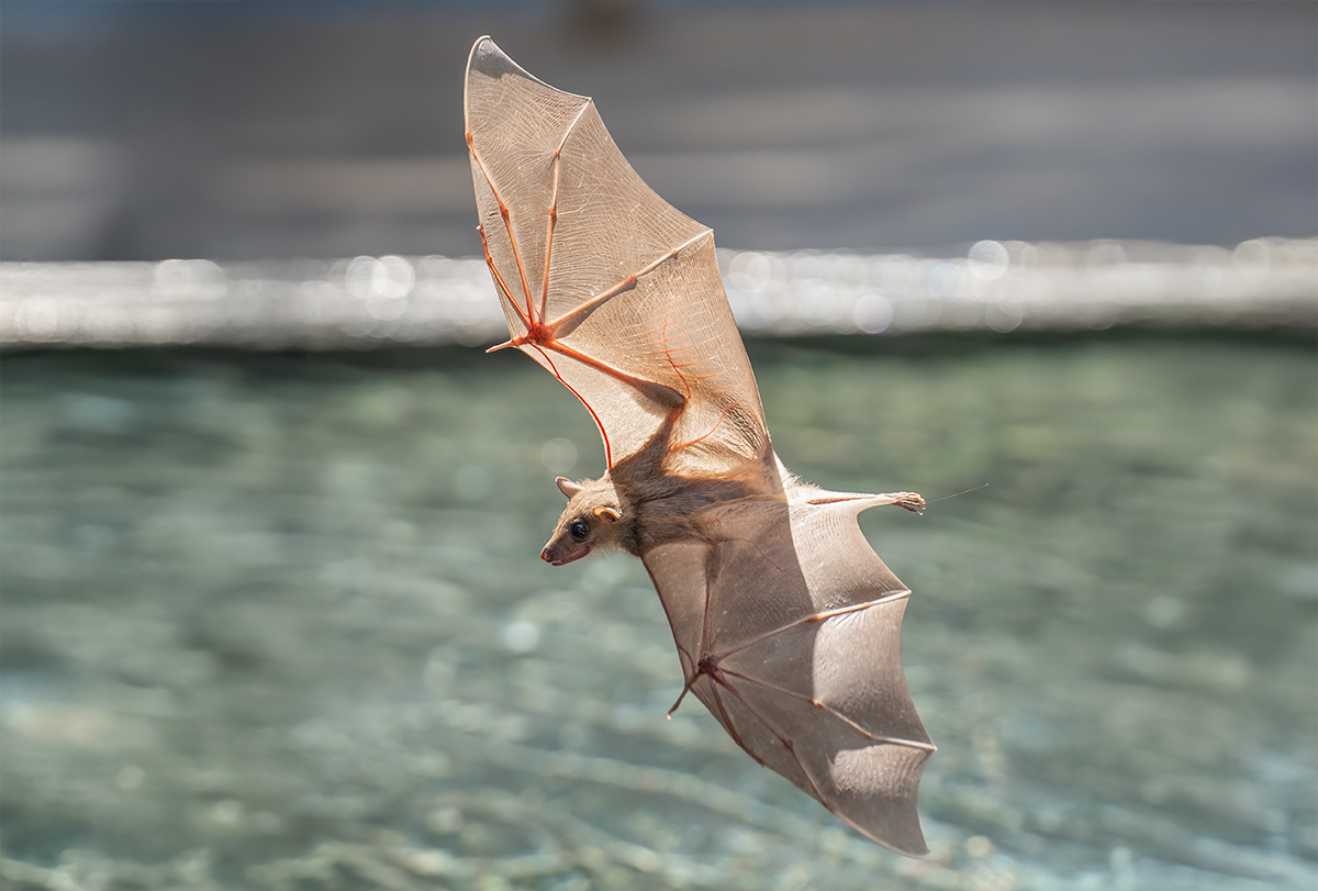 Bat in flight.