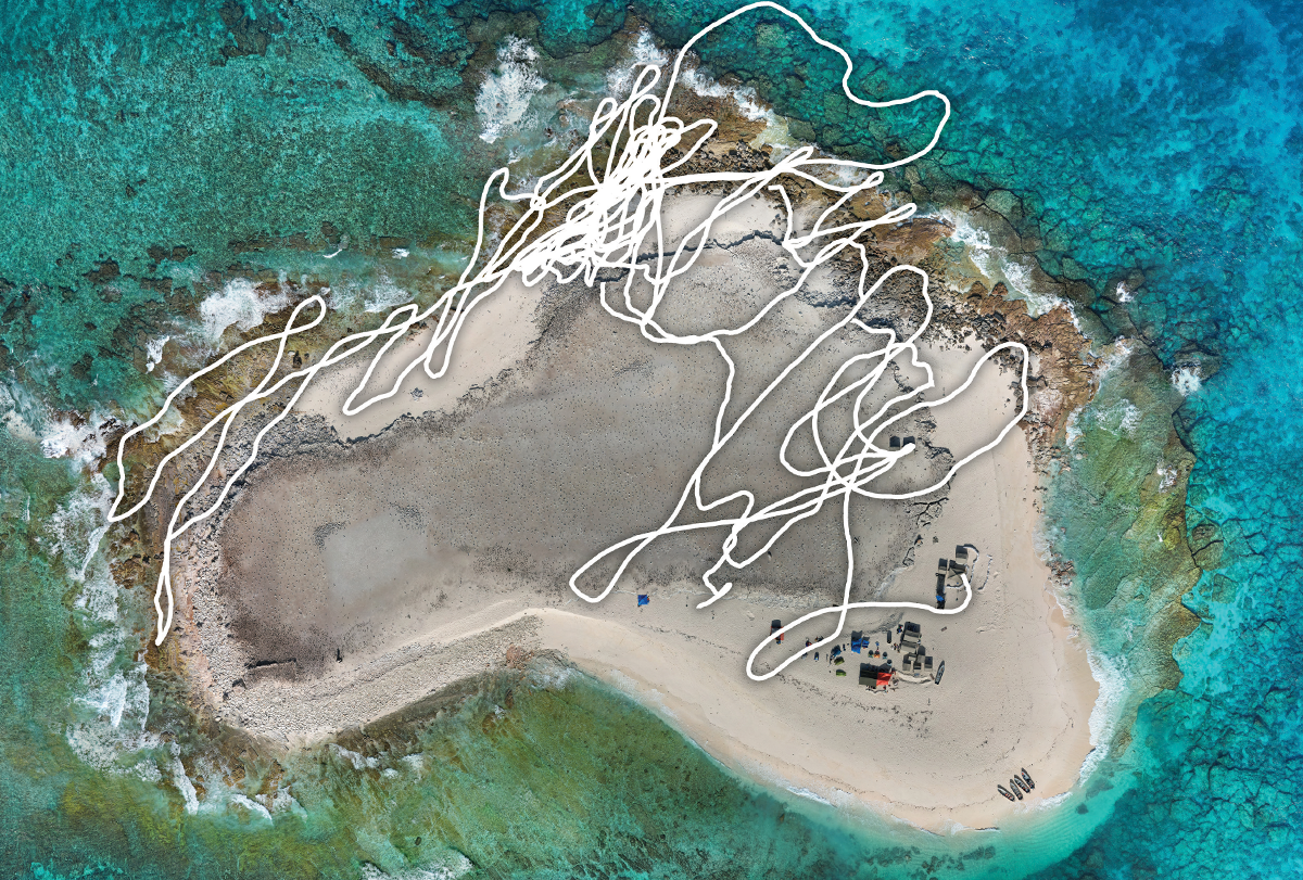 Arial view of small island with a white line tracing bat navigation superimposed over it.