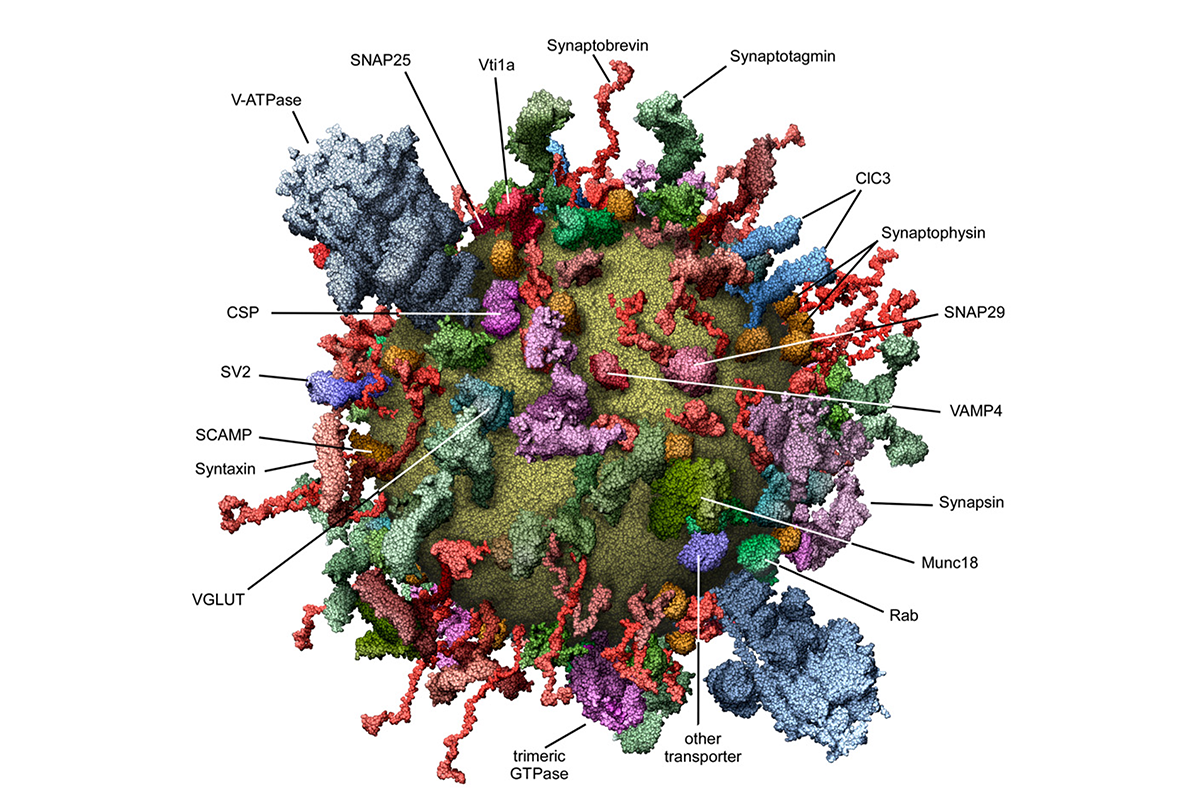 3D model of a synaptic vesicle.