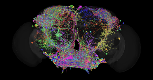 How FlyWire is redefining Drosophila research, one year in