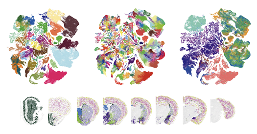 Constellation of studies charts brain development, offers ‘dramatic revision’