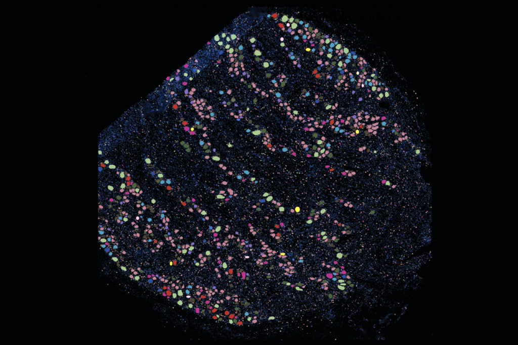 Research image of the human dorsal root ganglion.