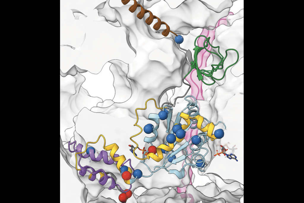 Research image of variants of the ATPase subunit PSMC5/RPT6.