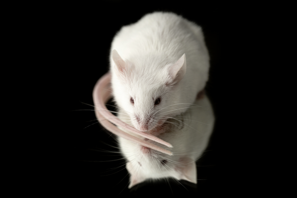 Mouse on a black background.