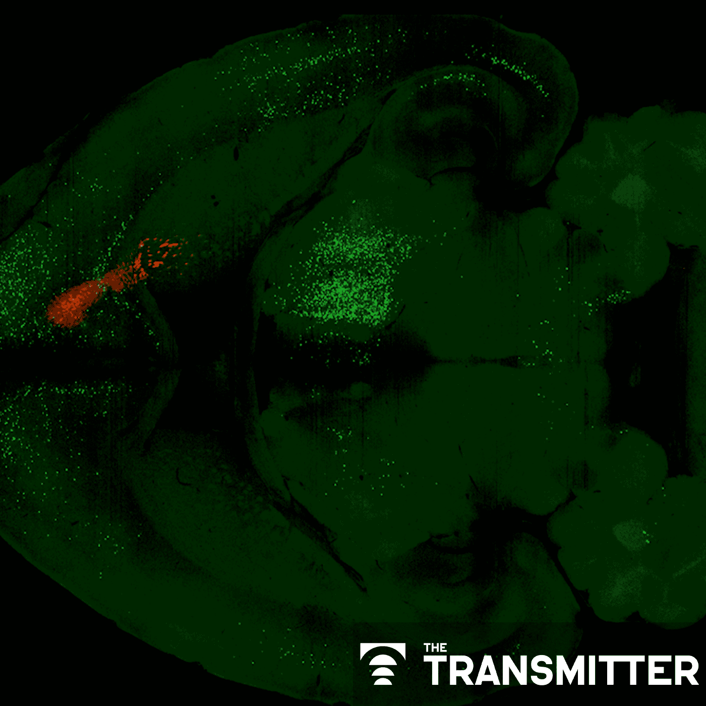 Psilocybin rewires specific mouse cortical networks in lasting ways episode artwork