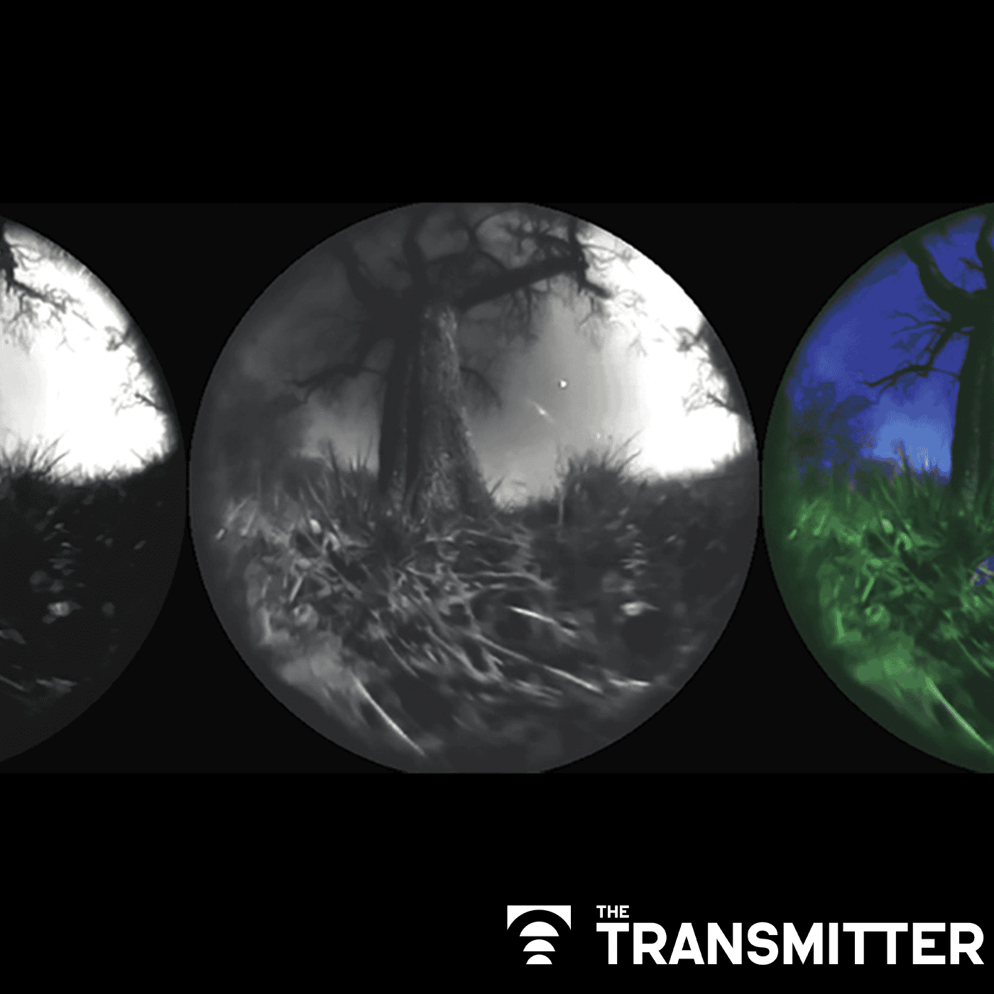 Seeing the world as animals do: How to leverage generative AI for ecological neuroscience episode artwork