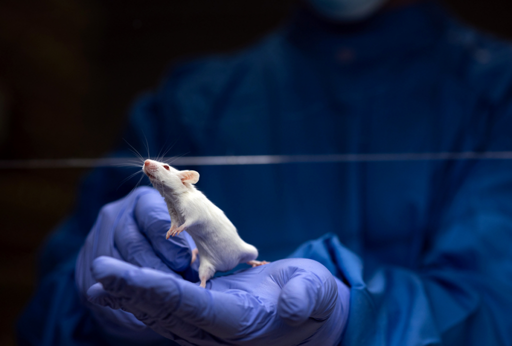 A mouse stands on a gloved hand.