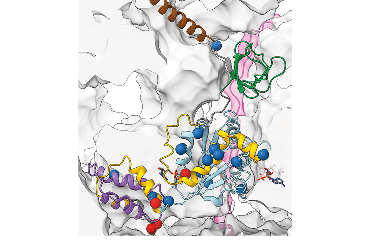 Research image of variants of the ATPase subunit PSMC5/RPT6.