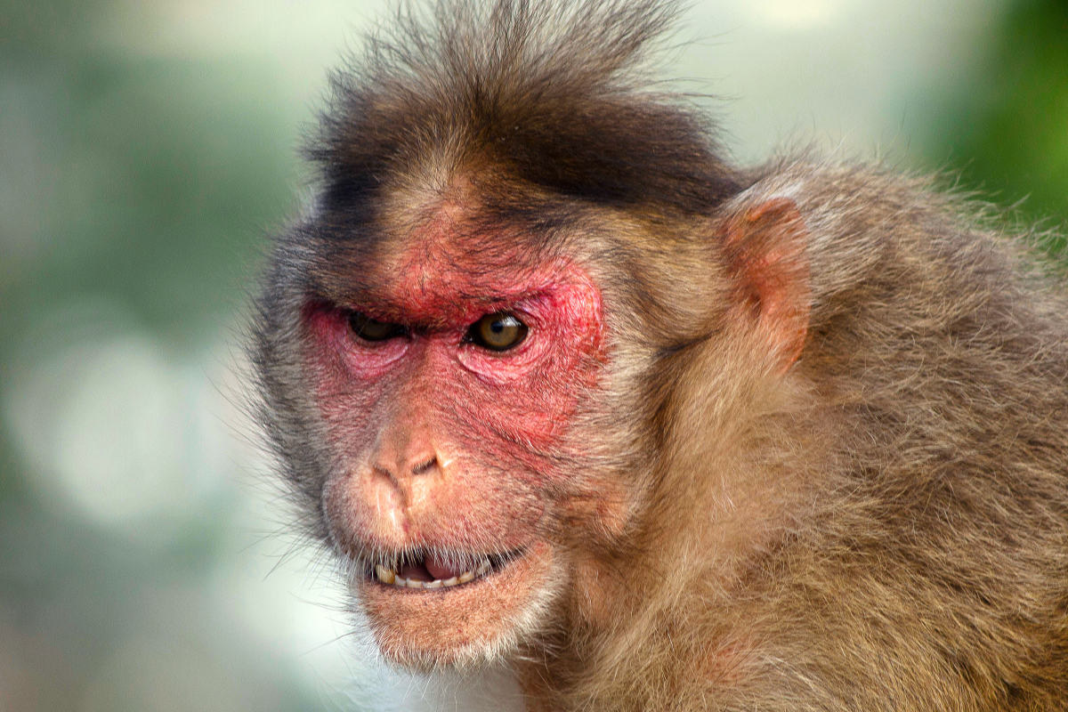 Rhesus macaque monkey makes an intimidating face.
