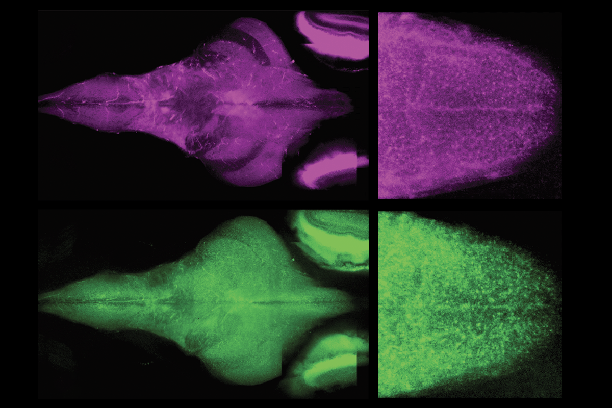 Research image of fish.