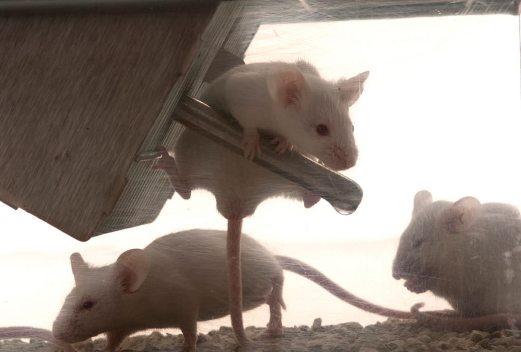 Mouse on top of drinking water spout in crowded cage.